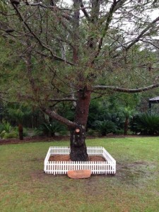 Lone Pine Tree
