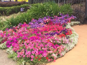HFF Gardens 1